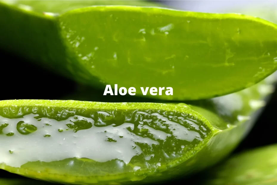 Aloe Vera - Naturlig lösning på alla dina hudproblem